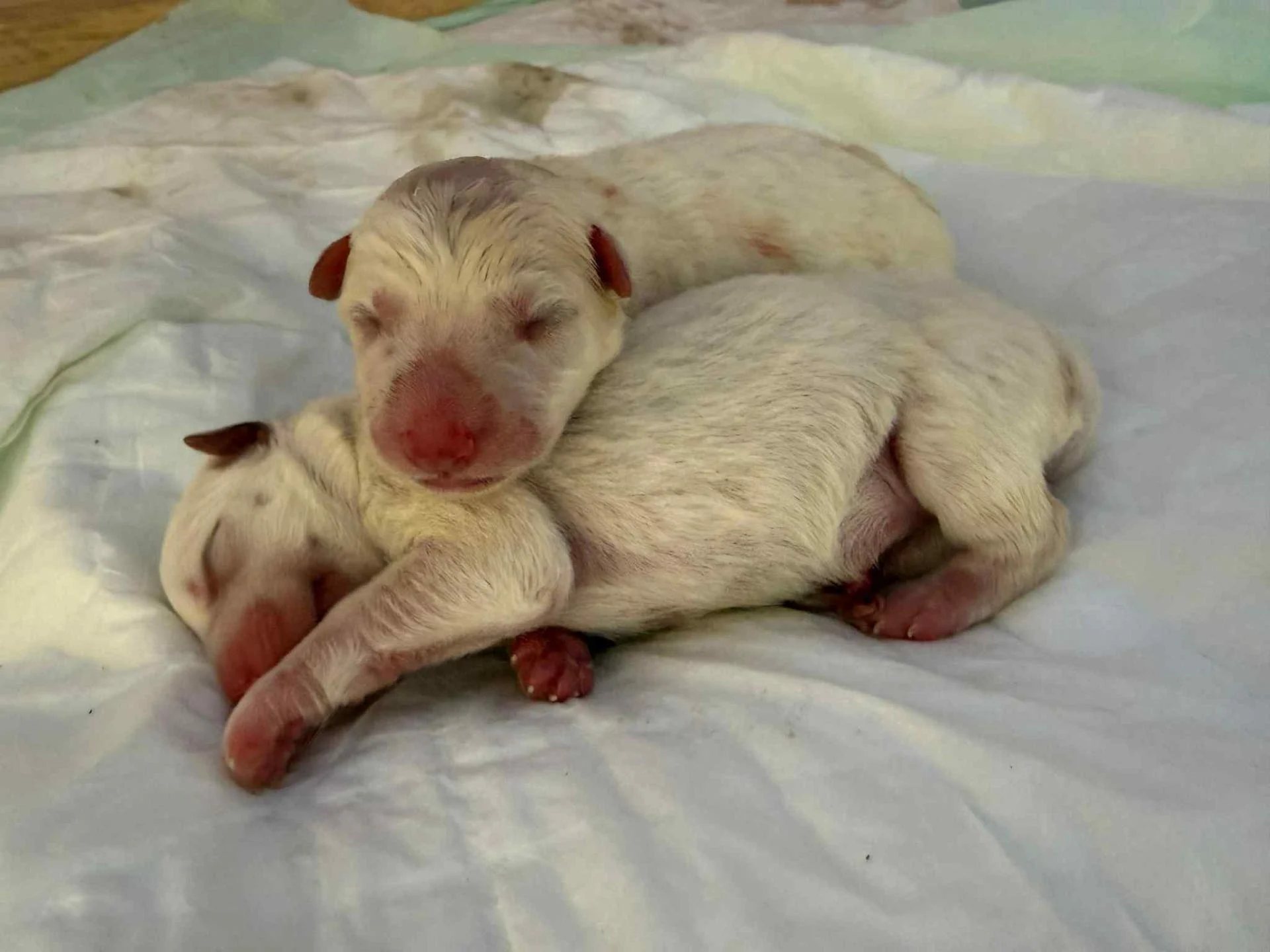 Messenger creation 7a9de6b0 eb37 4d85 9e7d cbbf29f582f4