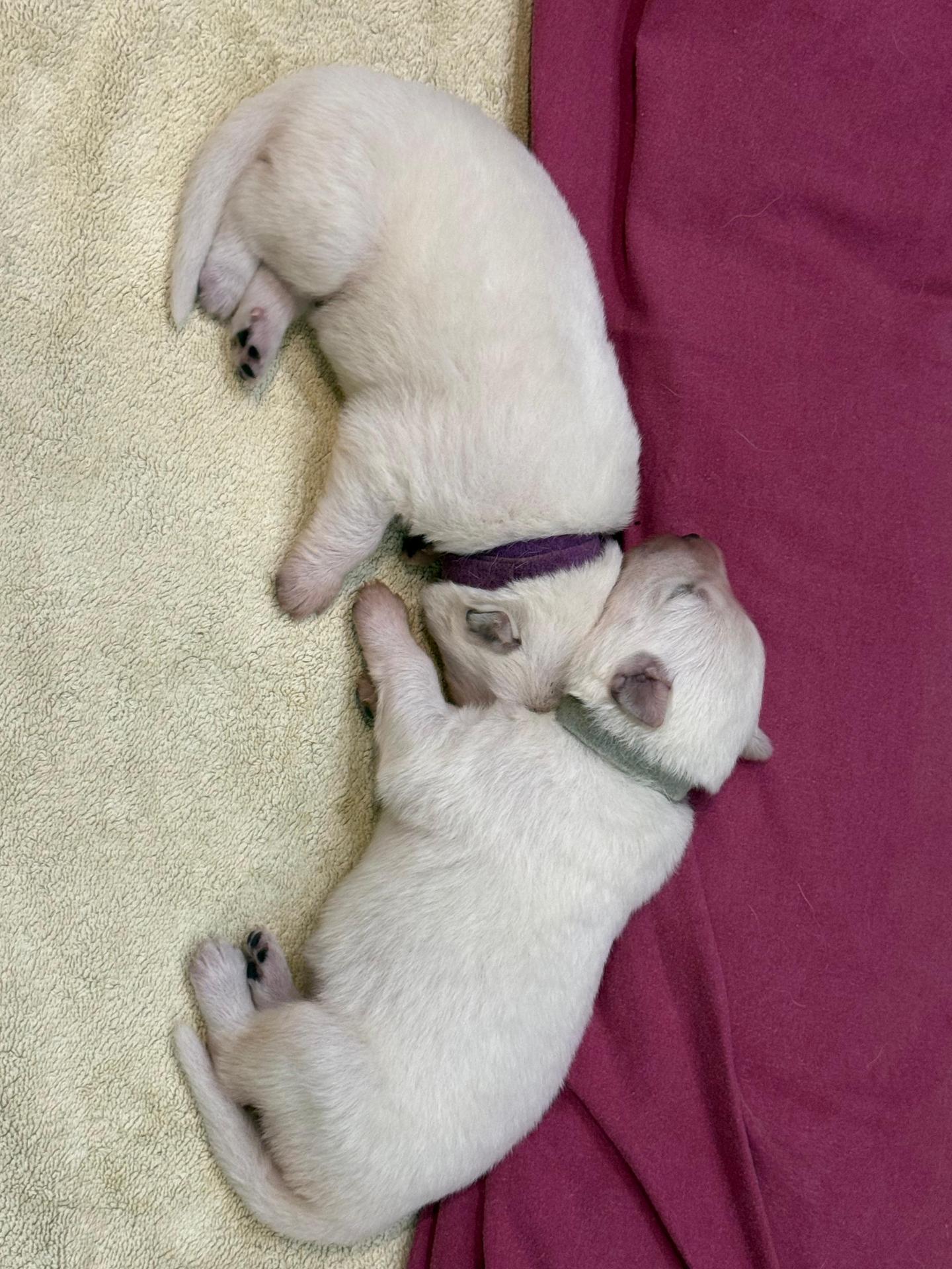 Whatsapp image 2026 02 18 at 10 31 19