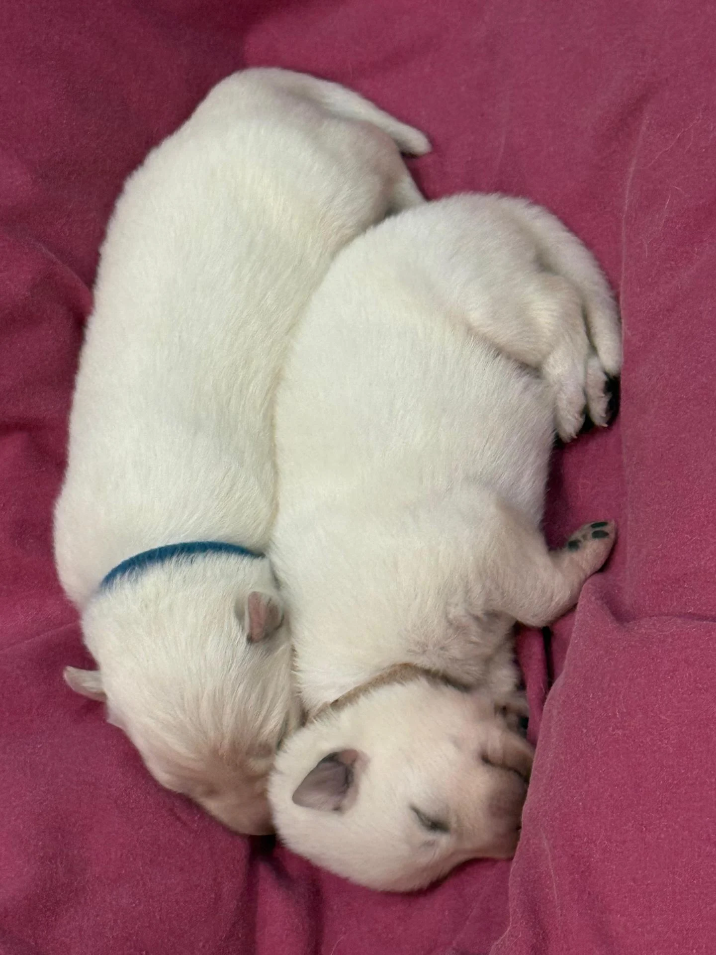 Whatsapp image 2026 02 18 at 13 06 29