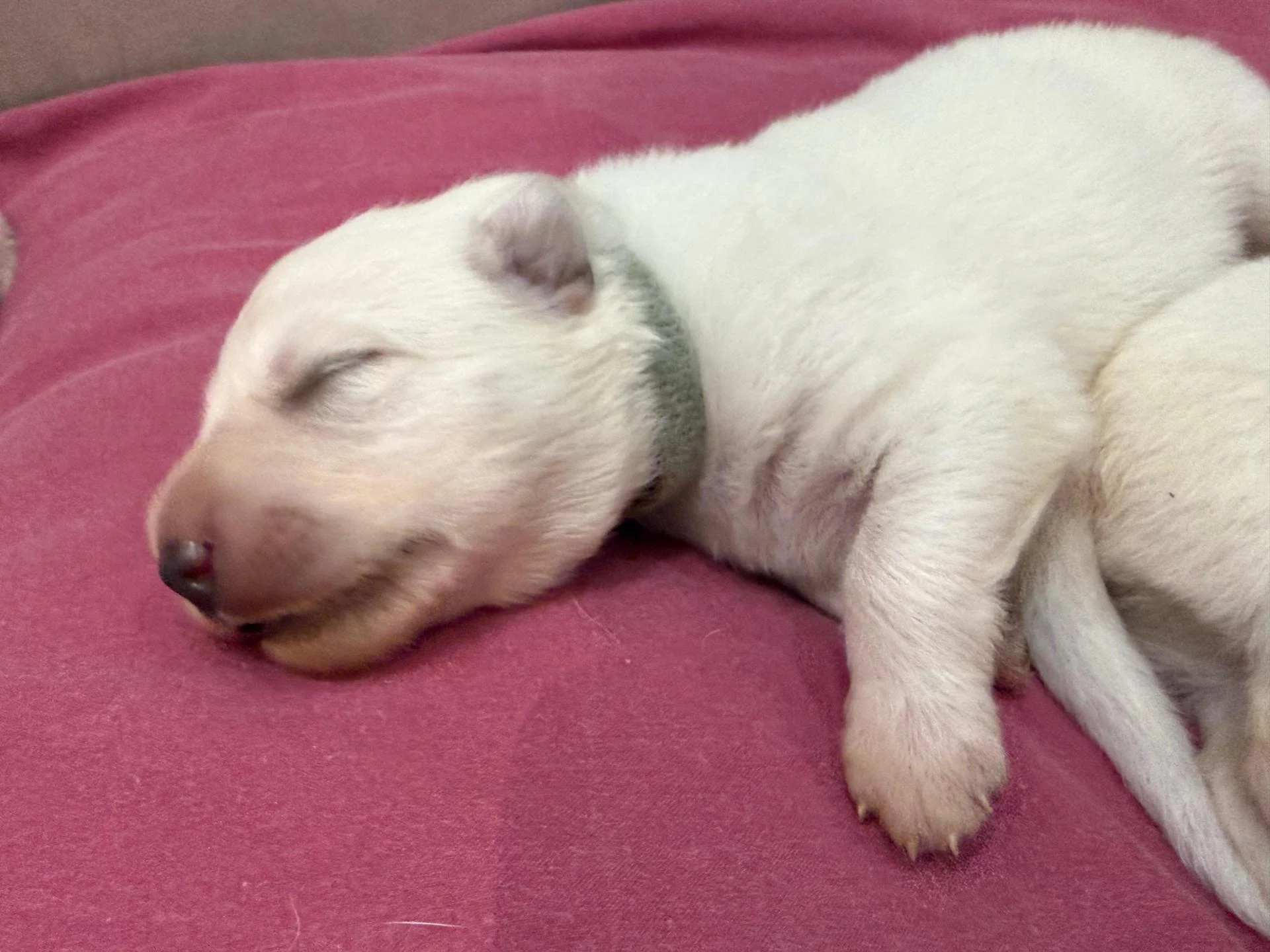 Whatsapp image 2026 02 18 at 13 25 37