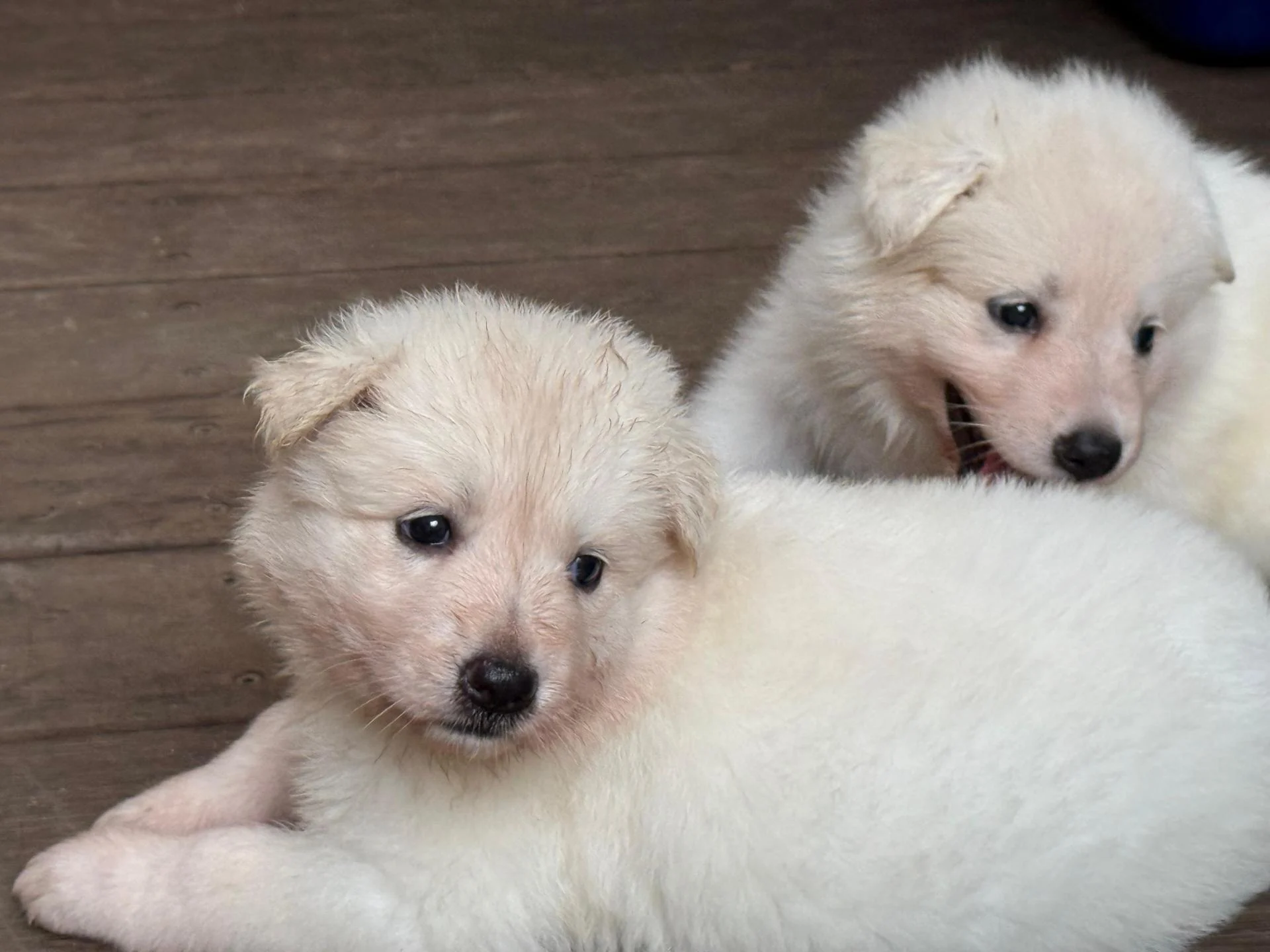 Whatsapp image 2026 03 14 at 14 31 48