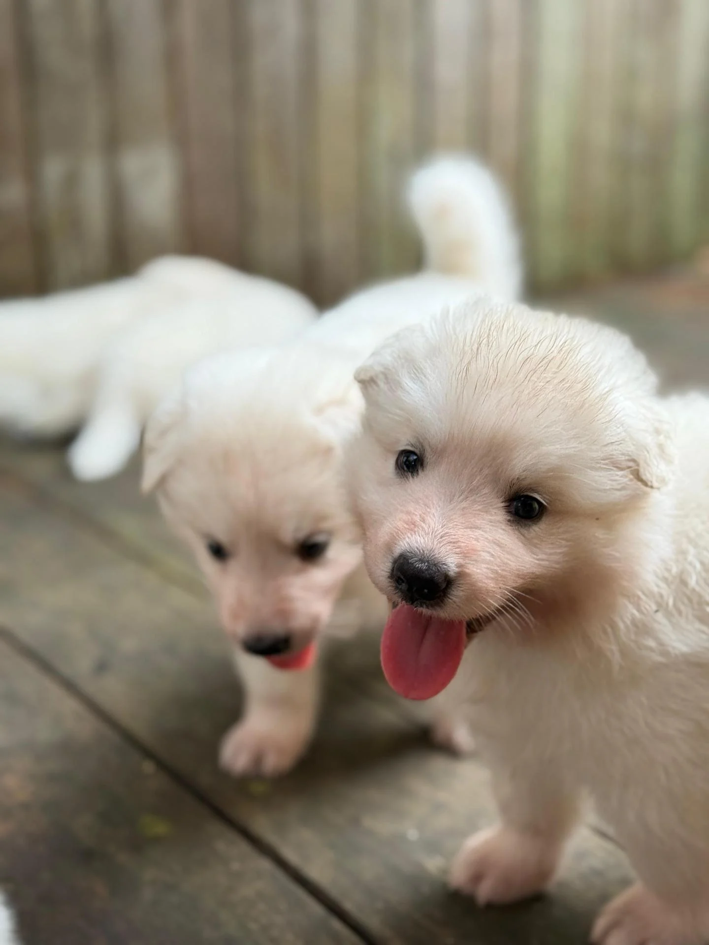 Whatsapp image 2026 03 14 at 14 43 44